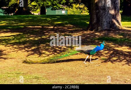 Peacock - männlicher indischer oder grüner Pfau in British Park - Warwick, Warwickshire, Vereinigtes Königreich Stockfoto