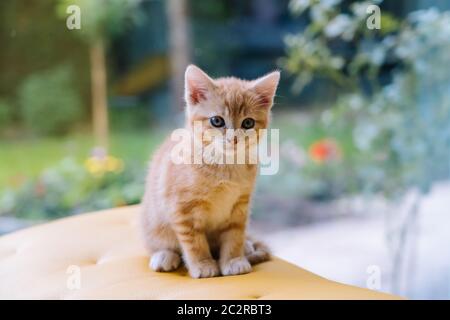 Nette kleine rote Katze sitzt auf gelben Stuhl neben Fenster auf dem Hintergrund. Junge niedliche kleine rote Kitty. Langhaarige Ingwer Kätzchen spielen zu Hause. Nette lustige Haustiere. Haustiere und Junge Kätzchen Stockfoto
