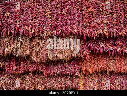 Getrocknete Paprika im Mercado dos Lavradores, Funchal, Madeira, Portugal Stockfoto