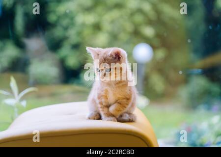 Nette kleine rote Katze sitzt auf gelben Stuhl neben Fenster auf dem Hintergrund. Junge niedliche kleine rote Kitty. Langhaarige Ingwer Kätzchen spielen zu Hause. Nette lustige Haustiere. Haustiere und Junge Kätzchen Stockfoto