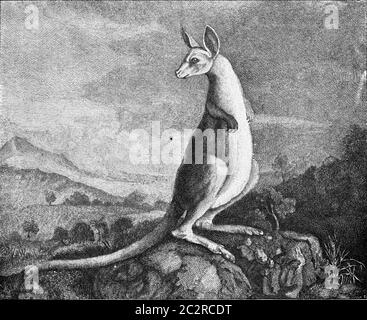 Kangaroo aus der Zeichnung von Captain Cook, der es entdeckt, Vintage gravierte Illustration. Aus dem Universum und der Menschheit, 1910. Stockfoto