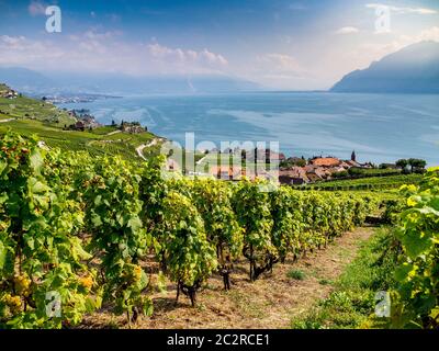 Rivaz. Weinberge der Lavaux-Region über dem See Leman bei Vevey. UNESCO-Weltkulturerbe. Schweiz Stockfoto