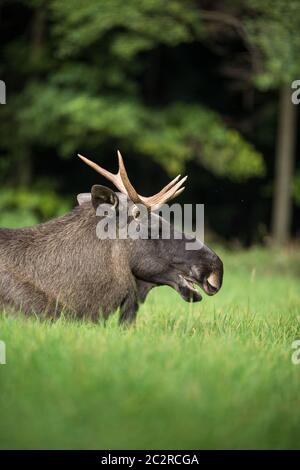 Europäischen Elch, Alces alces, auch als der Elch bekannt Stockfoto