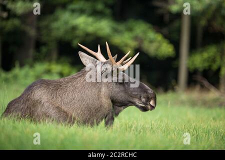 Europäischen Elch, Alces alces, auch als der Elch bekannt Stockfoto