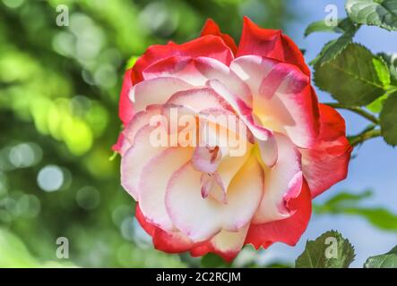 Hybrid Tea Rose 'Double Delight' - die Königin unter zweifarbigen Rosen. Die Mitte der Blume ist cremeweiß mit einem Himbeer-roten Rand um den Rand Stockfoto