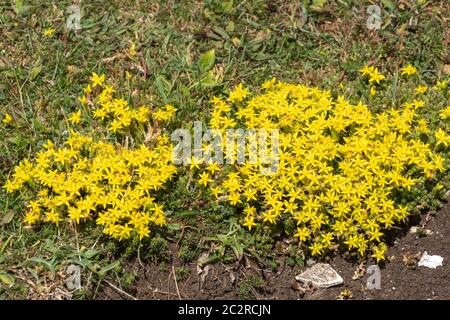 Sedum Acre, allgemein bekannt als Goldmoos Steinpfeife, Moos Steinpfeife, Goldmoos sedum, beißende Steinpfeife, eine gelbe Wildblume, UK Stockfoto