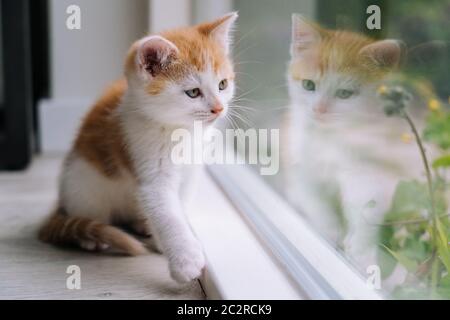 Nette kleine rote Katze sitzt auf Holzboden neben dem Fenster. Junge kleine rote Kätzchen, die ihre Spiegelung im Fenster betrachtet. Ingwer Kätzchen. Niedliche Haustiere. Haustiere und junge Kätzchen. Selektiver Fokus Stockfoto