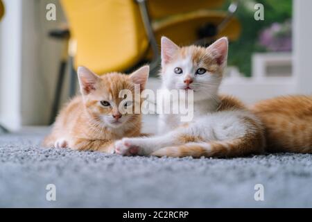 Niedliche kleine rote Katzen sitzen auf gelben Stuhl neben Fenster auf dem Hintergrund. Junge niedliche kleine rote Kitty. Langhaarige Ingwer Kätzchen spielen zu Hause. Nette lustige Haustiere. Haustiere und Junge Kätzchen Stockfoto