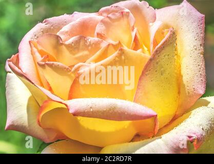 Schöne Hybrid-Teesrose mit Regentropfen auf den Blütenblättern. In Deutschland heißt sie Gloria Dei, in Italien Gioia und in englischsprachigen Ländern Frieden. Stockfoto