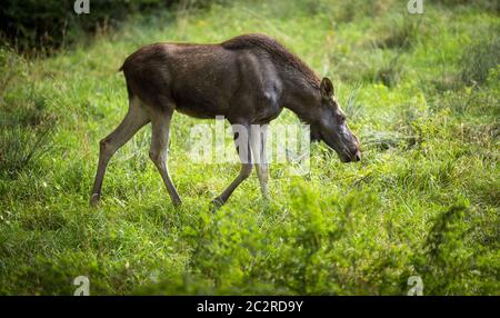 Europäischen Elch, Alces alces, auch als der Elch bekannt Stockfoto