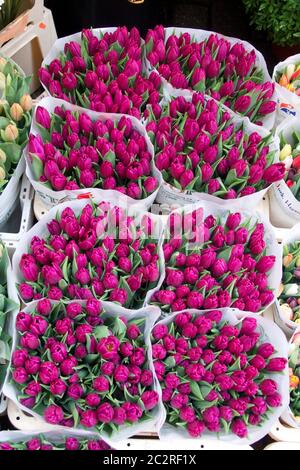 Tulpen auf dem Blumenmarkt in Amsterdam. Niederlande, Europa Stockfoto