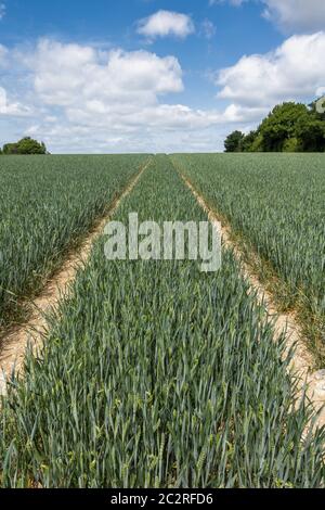 Gerade Spuren durch Weizenfeld in der englischen Landschaft Stockfoto