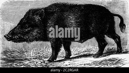 Wildschwein, Vintage gravierte Illustration. La Vie dans la nature, 1890. Stockfoto