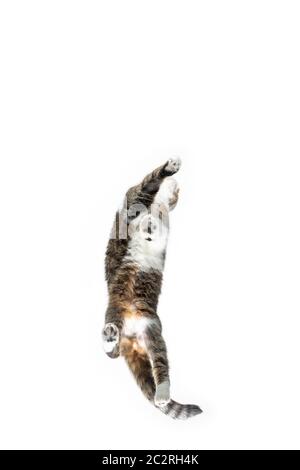 Unten Ansicht von tabby britischen Kurzhaar Katze zu Fuß auf Fenster Glas isoliert auf weißem Hintergrund Stockfoto