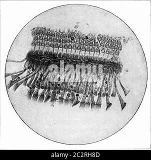 Die Orgel von Corti im menschlichen Ohr, Vintage gravierte Illustration. Aus dem Universum und der Menschheit, 1910. Stockfoto
