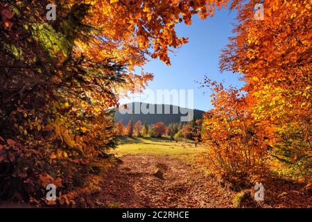 Schönen Herbst helle Landschaft, die Sonne scheint durch die Bäume Stockfoto