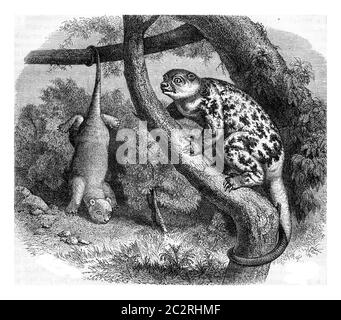 Cuscus von Neuguinea, Illustration mit Weinlese. Magasin Pittoresque 1882. Stockfoto