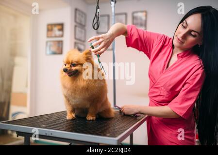 Hundefriseur mit einer Schere macht Pflege Hund. Professionelle Bräutigam und Frisur für Haustiere Stockfoto