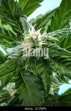 Eine blühende Cannabis bud kurz vor der Ernte, mit gelben Narben und weißen Trichomen auf Blättern, eine Nahaufnahme Makroaufnahme Stockfoto