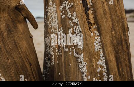 Cocles an Treibholz an einem Strand angeschlossen Stockfoto