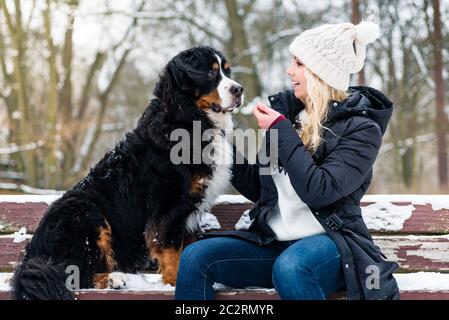 Frau Wandern Berner Sennenhund an einem Wintertag im Schnee Stockfoto