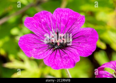 Geranium 'Anne Thomson' eine magenta rosa krautige Sommerblüte Pflanze, die allgemein als Cranesbill mit Insekt bekannt ist Stockfoto