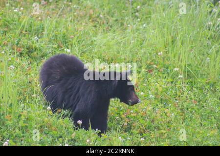 Ein junger amerikanischer Schwarzbär frisst Gras entlang einer Straße in Vancouver Island, British Columbia, Kanada Stockfoto