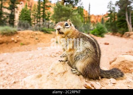 Boden squirell auf sandigen Boden Hintergrund. Nagetier-Design Stockfoto