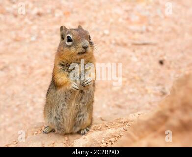 Boden squirell auf sandigen Boden Hintergrund. Nagetier-Design Stockfoto