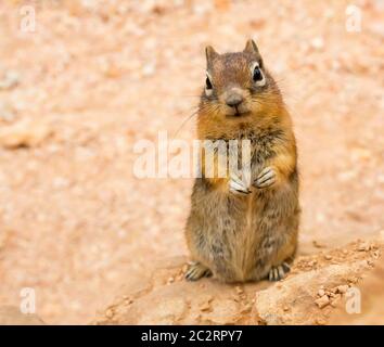 Boden squirell auf sandigen Boden Hintergrund. Nagetier-Design Stockfoto