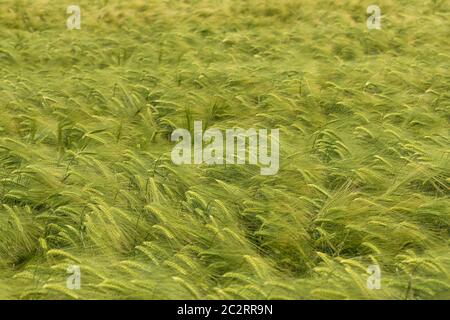 Ein Feld von unreifen Gerstenohren, die im Wind schwanken, Wiltshire, England, Großbritannien Stockfoto