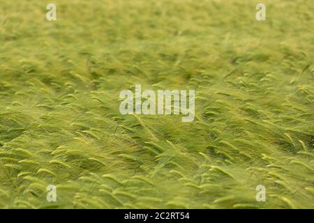 Ein Feld von unreifen Gerstenohren, die im Wind schwanken, Wiltshire, England, Großbritannien Stockfoto