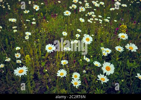 Viele Kamillenblüten im Garten.VIELE blühende Kamillen im Sommer auf einer Wiese. Wild White Kamille blüht auf einem Feld. Geringe Schärfentiefe. Unscharfer Hintergrund. Symbol des Sommerbeginns. Hochwertige Fotos Stockfoto