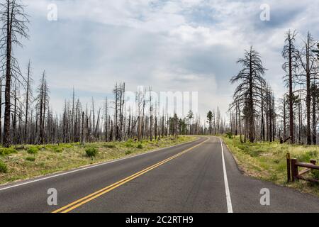 Asphaltstraße durch Totholz im Bryce Canyon National Park, Utah USA Stockfoto