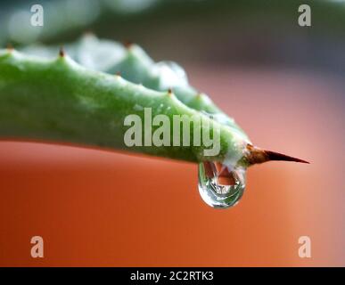 Essen, Deutschland. Juni 2020. Nach Regen in NRW hängt ein Tropfen Wasser an der Blattspitze einer Agave. In einigen Regionen des Niederrheins hat es bis zu 30 Liter pro Quadratmeter geregnet. Quelle: Roland Weihrauch/dpa/Alamy Live News Stockfoto