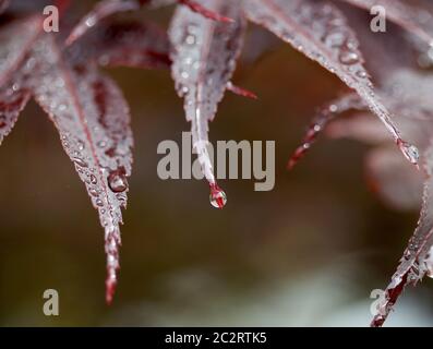 Essen, Deutschland. Juni 2020. Nach dem Regen in NRW hingen Wassertropfen an den Spitzen eines Ahornblattes. In einigen Regionen des Niederrheins regnete es bis zu 30 Liter pro Quadratmeter. Quelle: Roland Weihrauch/dpa/Alamy Live News Stockfoto