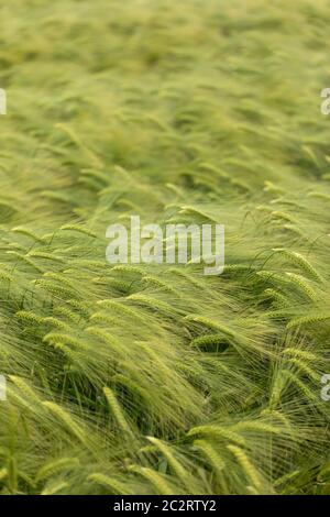 Ein Feld von unreifen Gerstenohren, die im Wind schwanken, Wiltshire, England, Großbritannien Stockfoto