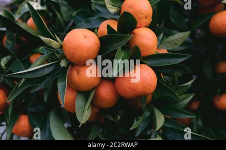 Gesunde Mandarinen auf sehr grünem Baum Stockfoto