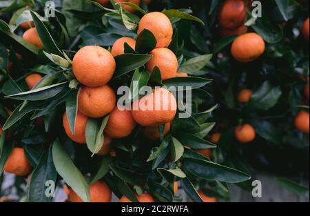 Gesunde Mandarinen auf sehr grünem Baum Stockfoto