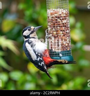 Weibliche Großspecht, Dendrocopos Major, Fütterung von einem hängenden Vogelfutterhäuschen mit Erdnüssen gefüllt. Grünes Laub Hintergrund. Hampshire, Großbritannien. Stockfoto