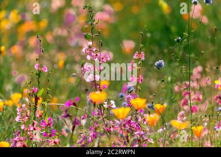 Bunte Wildblumen Gartenwiese gemischte Blumen, lila Clarkia unguiculata Stockfoto