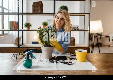 Junge Frau in Handschuhen am Tisch sitzen und ändert den Boden in Heimpflanzen, Florist. Weibliche Person kümmert sich um häusliche Blumen Stockfoto