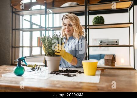 Junge Frau in Handschuhen am Tisch sitzen und ändert den Boden in Heimpflanzen, Floristen Hobby. Weibliche Person kümmert sich um häusliche Blumen Stockfoto