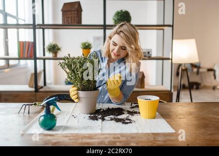 Junge Frau in Handschuhen am Tisch sitzen und ändert den Boden in Heimpflanzen, Florist. Weibliche Person kümmert sich um häusliche Blumen Stockfoto