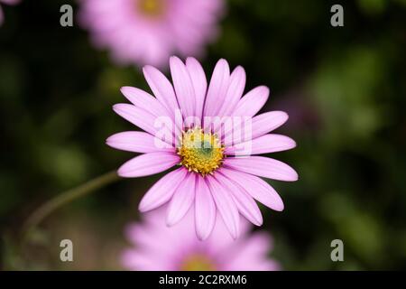 Nahaufnahme eines wunderschönen rosa Osteospermum jucundum, der in einem englischen Garten blüht, England, Großbritannien Stockfoto