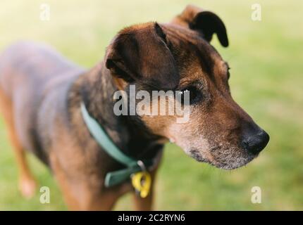 Emotionaler Hund, der in die Ferne schaut und auf den Besitzer wartet Stockfoto