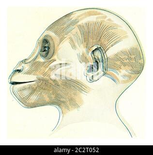 Die oberflächlichen Muskeln von Kopf und Hals eines jungen Gorilla, Vintage graviert Illustration. Aus dem Universum und der Menschheit, 1910. Stockfoto