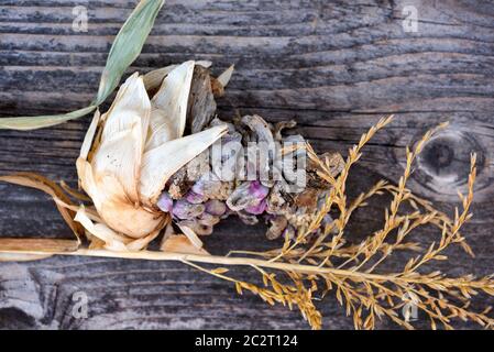 Maisschmierungen (Ustilago zeae Unger). Ustilago maydis Krankheit auf Maiskolben Stockfoto