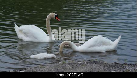 Familie des Schwans im See Stockfoto