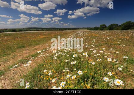 Ein Feld mit blühenden Gänseblümchen im ländlichen Norden Norfolk. Stockfoto